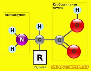 Аминокислоты — описание, свойства и применение, роль в организме, противопоказания